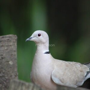 Collared Dove perched on wooden fence