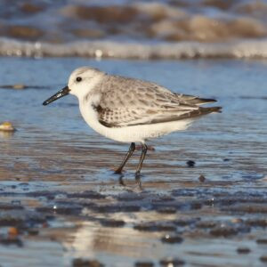 Sanderling stood in shallow surf