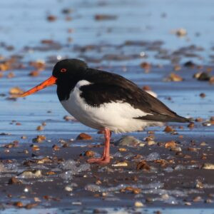 Black and white bird stood on wet pebbly shoreline, long orange beak and orange eye.