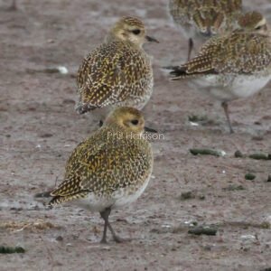 3 golden plover standing in mud