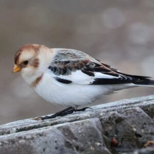 snow bunting on sea wall