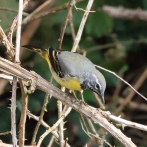 Bird stood looking down dried thorny branch, grey body, yellow tummy, black wing tips.