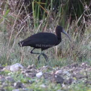 Glossy Ibis walking through long grass