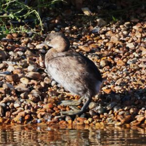 Light brown bird stood on pebbled water's edge, large, grey, webbed feet.