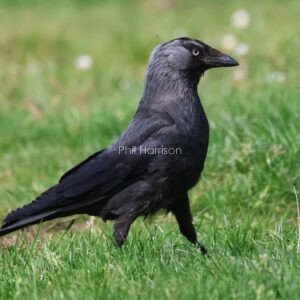Black bird walking across grass, blue eye.