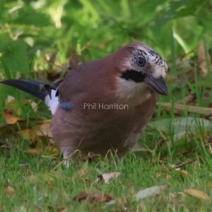 Jay feeding on the ground