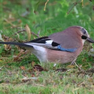 Dusky pink bird stood on grassy ground, black, white, and blue wing tips.