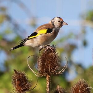 Bird perched on dried teasel, light brown body, black and white patches, red on head, yellow on wings.