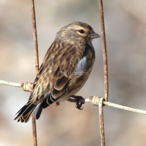 Pale yellow and brown bird, perched on rusty link fencing.