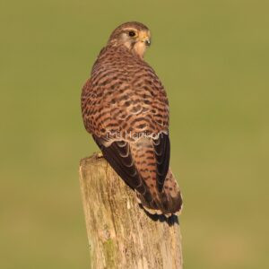 Kestrel perched on wooden post