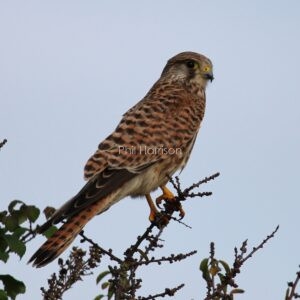 Brown patterned bird perched on top tree branch, sharp yellow talons.