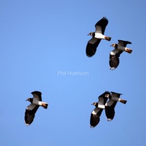 5 birds flying overhead, black, white, and brown, wings outstretched, blue sky.