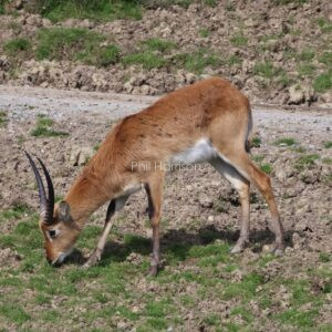 Lechwe grazing