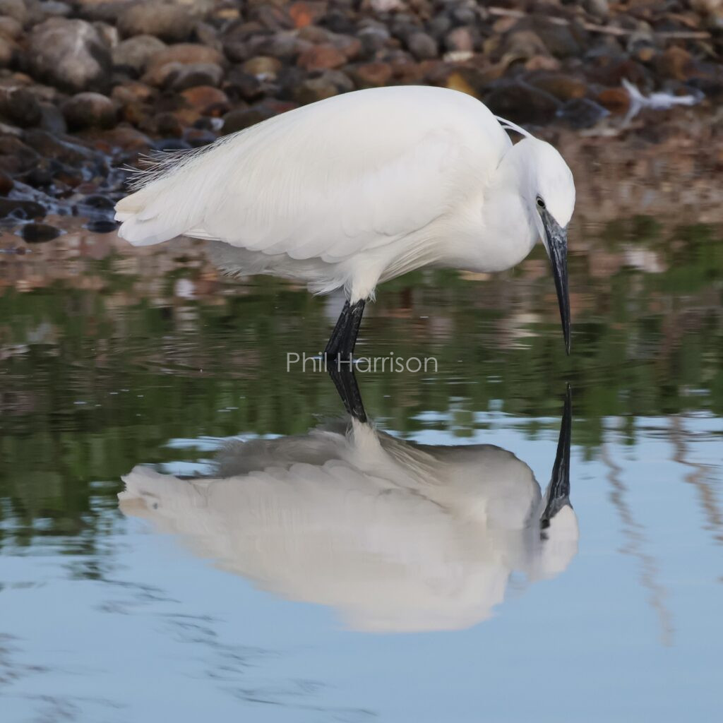 White bird, black beak and legs, standing in water looking at mirrored reflection.