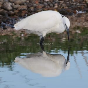 White bird, black beak and legs, standing in water looking at mirrored reflection.