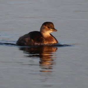 Dark brown bird swimming in water, golden sunlight.