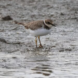 Brown and white bird stood on muddy ground, raindrops landing.