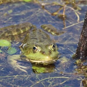 Patchy green frog in water, face above the surface.