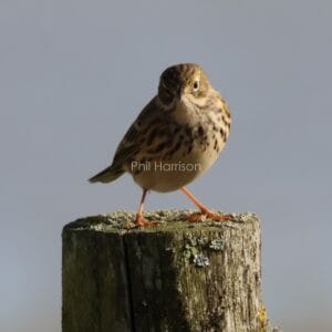 Brown and beige spotted bird, stood on wooden post, legs askew.