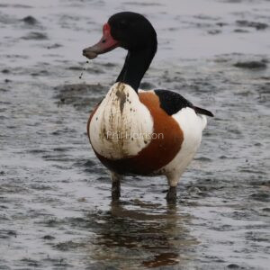 Shelduck standing in mud with muddy bib