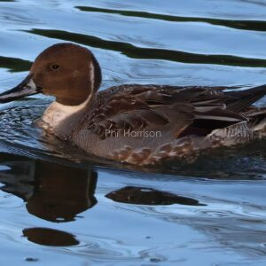 Brown patterned bird swimming in water.