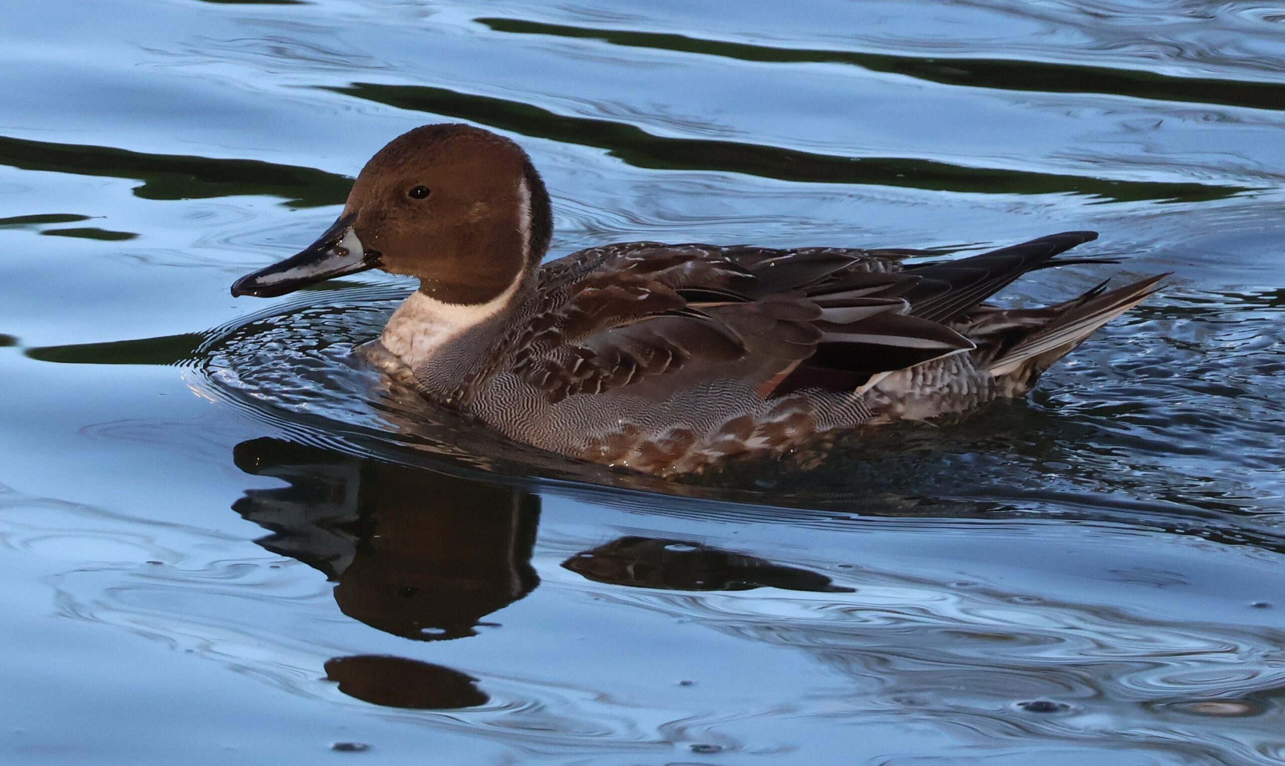 Brown patterned bird swimming in water.