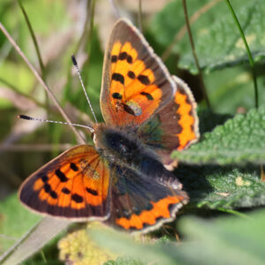small copper on brambles