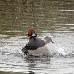 White, black, and rust bird, just landed on water, lots of splashes and water droplets.