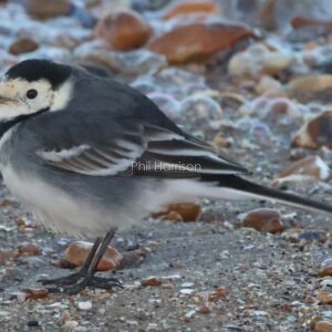 Pied Wagtail standing on the beach