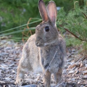 Beige rabbit stood on pebbly floor, ears upright, greenery behind.