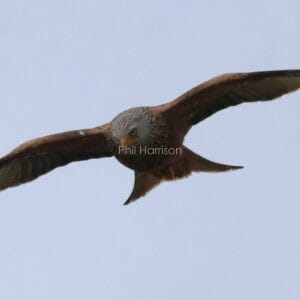 Rust and white bird, flying, wings outstretched, forked tail, and finger feathers.