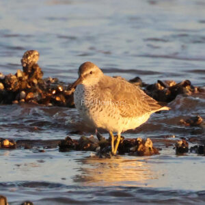 Red knot stood in water