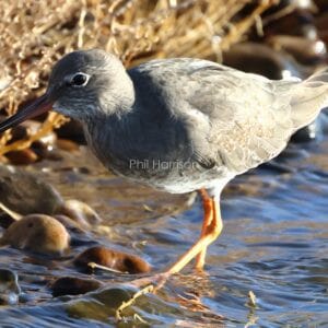 Grey bird with orange legs, walking through stony water.