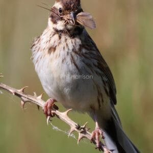 Brown and cream mottled bird, stood on a thorny stem, winged insect in its beak.