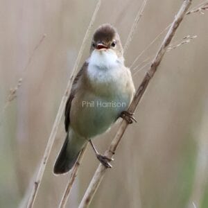 Dark brown and cream bird perched on upright dried stick.
