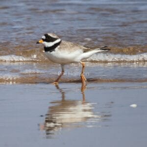 Bird walking through the shallows, grey back, white tummy, black striped face, wave bubbles in the background.
