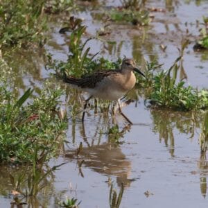 Brown and black patterned bird, walking through water with vegetation in it.