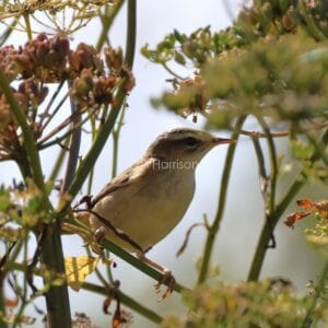 Brown and cream bird, perched on green stem, surrounded by pink flowerheads.