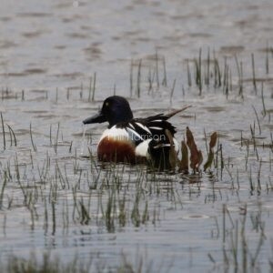 Shoveler duck swimming