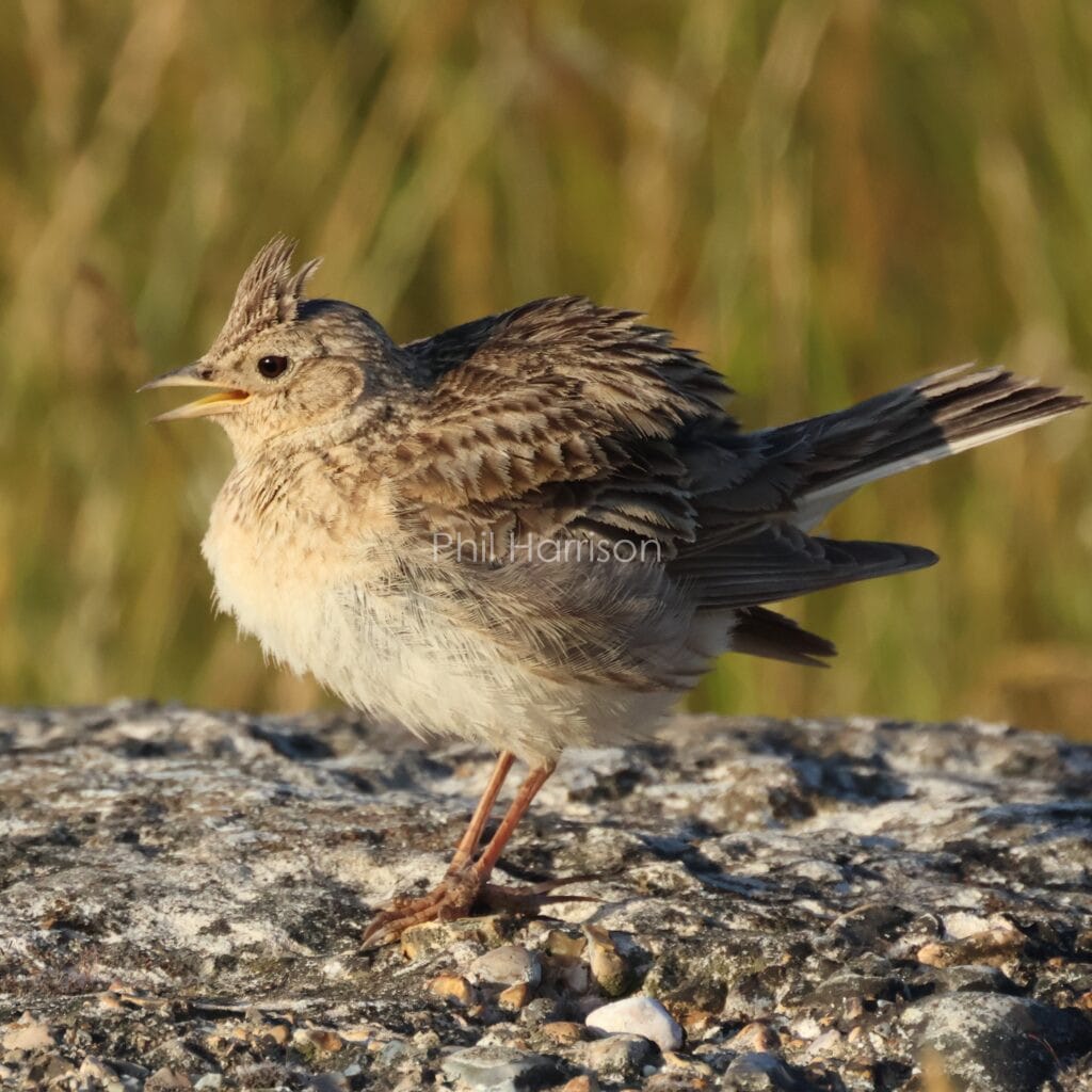 Brown and pale yellow bird stood on rock, head feathers like a mohawk.
