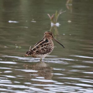 Snipe stood in water