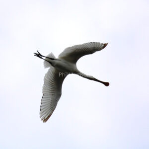 White bird flying overhead, wings outstretched, beak shaped like a spoon.