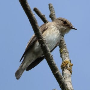 Light brown and cream bird, perched on forked branch.