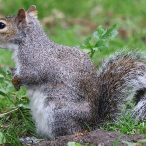 Squirrel sitting on grass