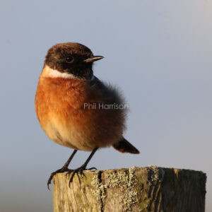 Fluffy bird stood on wooden log, brown and black head, red body,