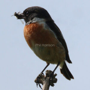 Stonechat with lunch