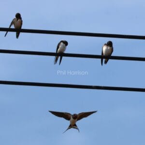 8 black and white birds on 3 cables, plus one in flight.