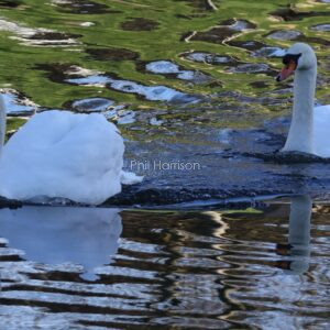 2 mute swans swimming