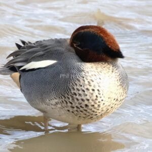 Bird stood in water, black and white patterned body, brown and teal head nestled into its back.