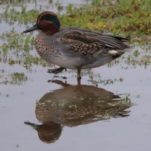 Teal walking in shallow water